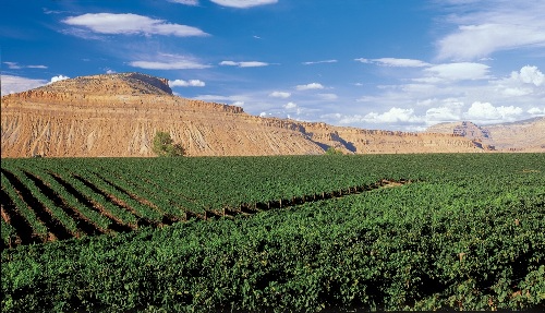 Colorado-Vineyard