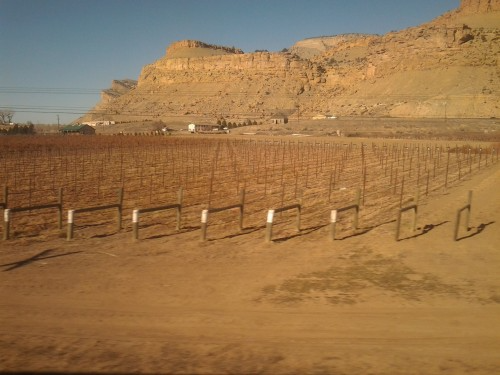 New Vineyard Planted.Grand Junction, CO area. January 2012